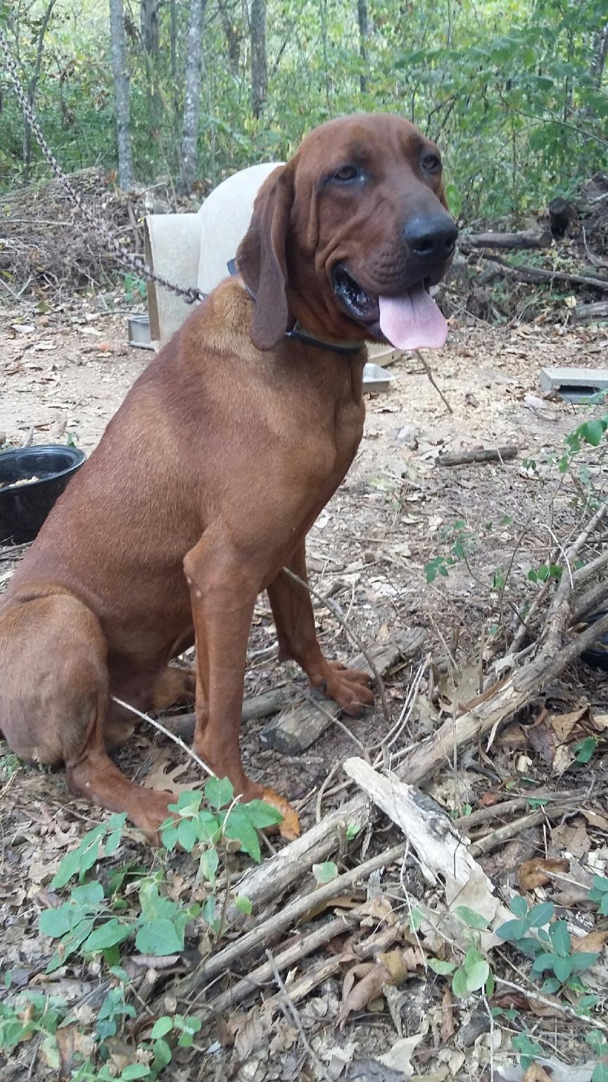 lost-dog-redbone-coonhound-in-white-pine-tn-lost-my-doggie