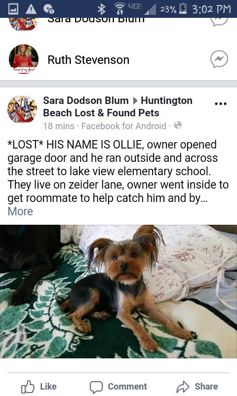 Image of Ollie, Lost Dog