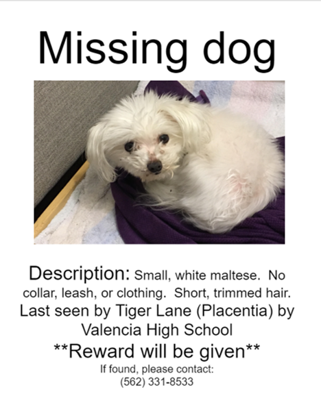 Image of Marshie, Lost Dog
