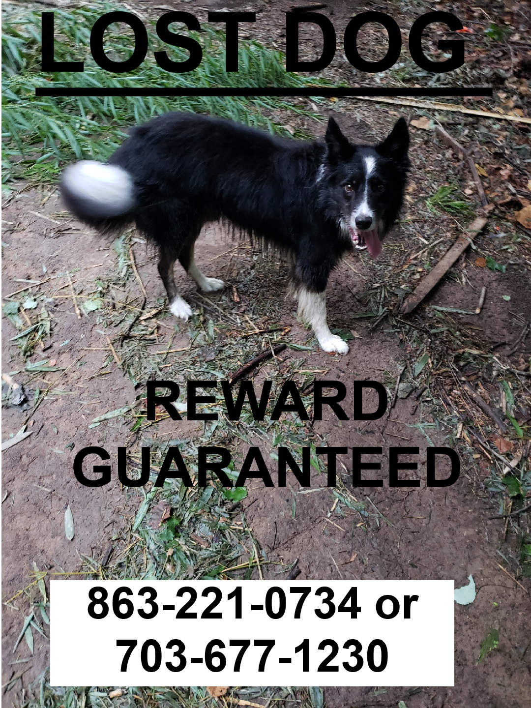 Image of Archer, Lost Dog