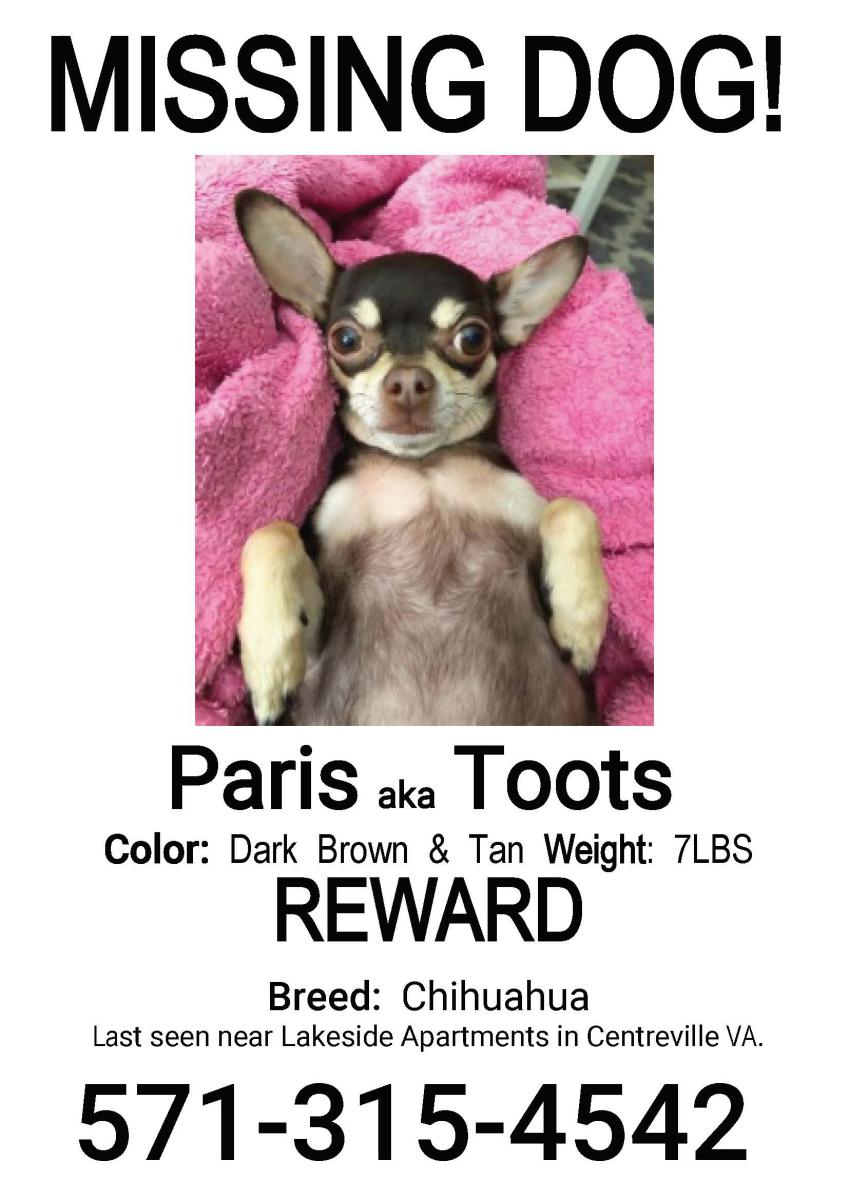 Image of Paris aka Toots, Lost Dog