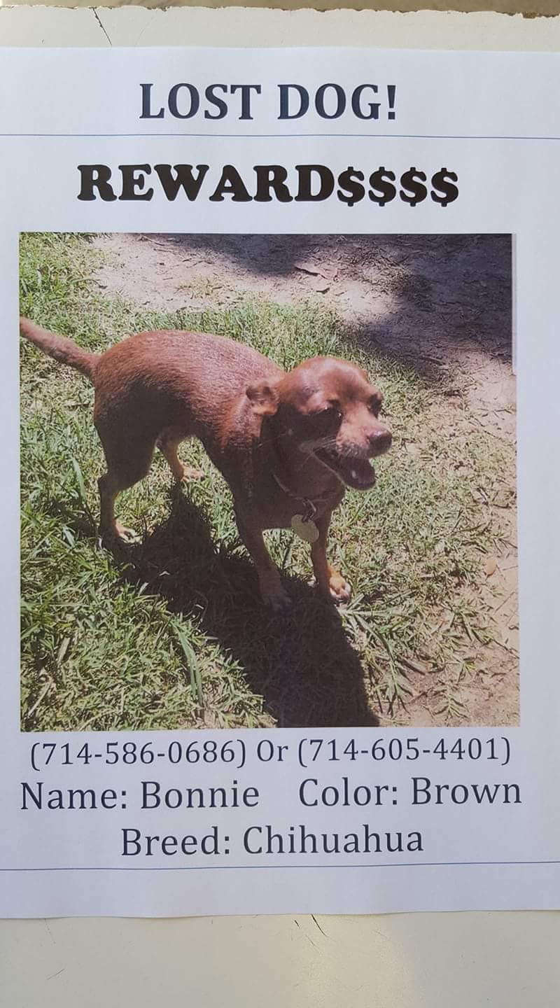 Image of Bonnie, Lost Dog
