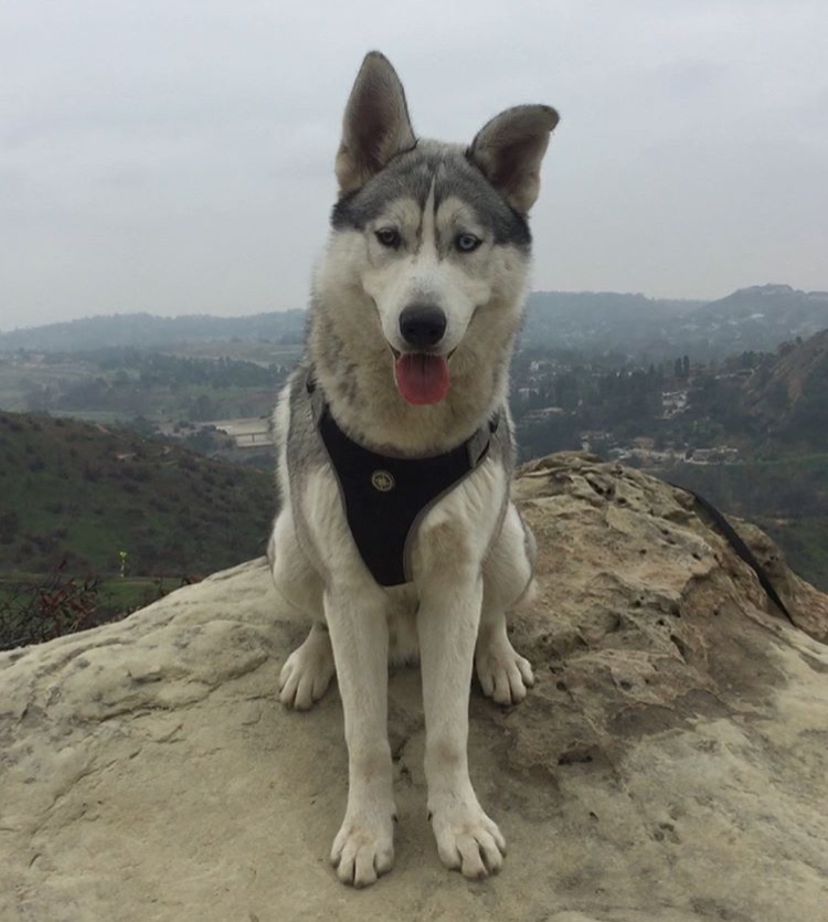 Image of Astro, Lost Dog