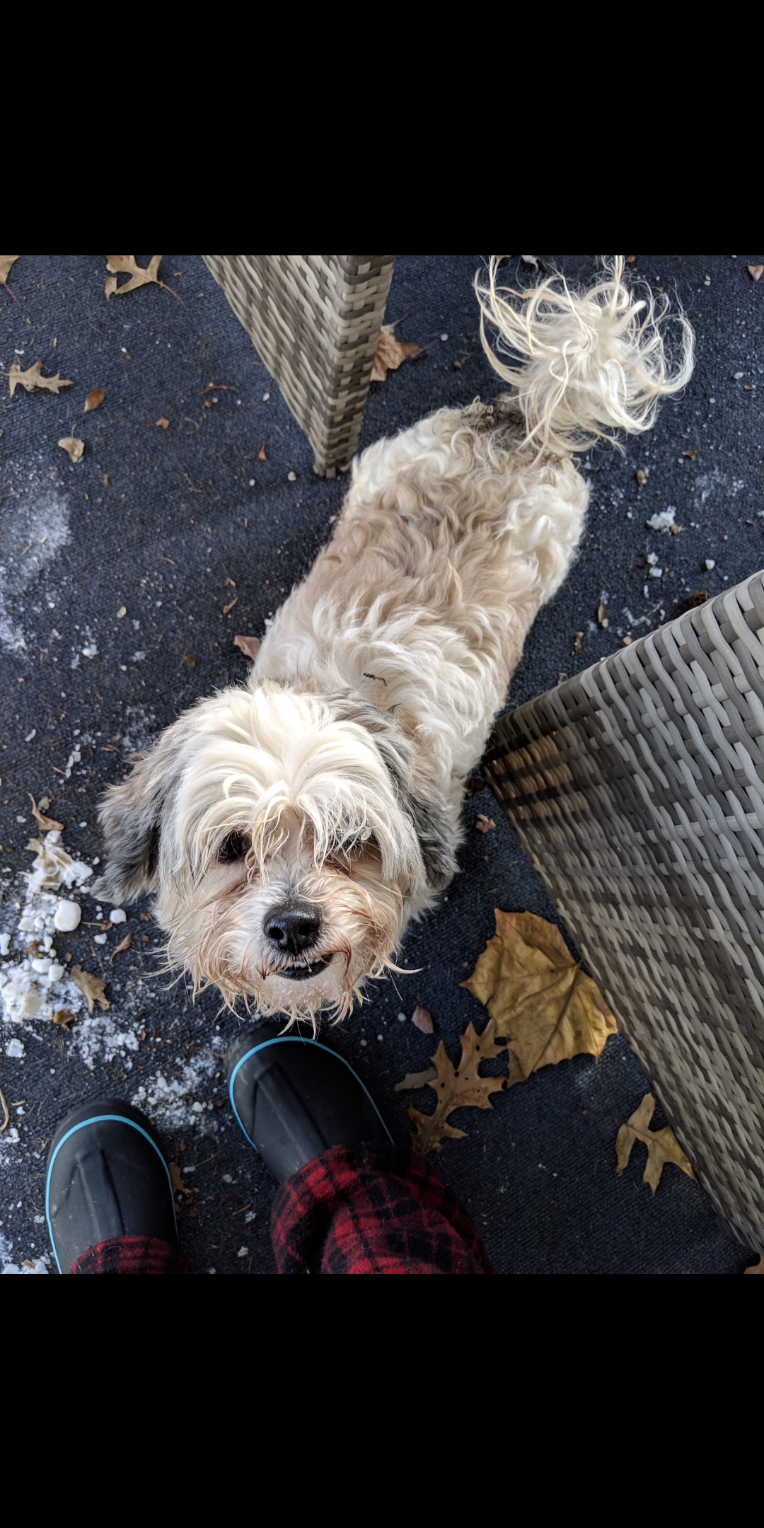 Found Dog Shih Tzu In Parkesburg, Pa - Lost My Doggie