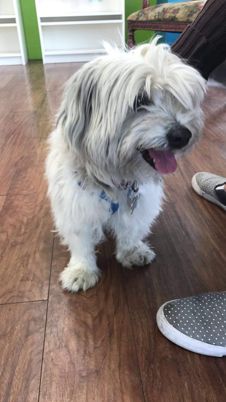 Image of Snowball or bandit, Lost Dog