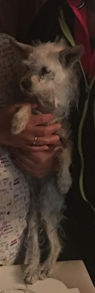Image of baby, Lost Dog