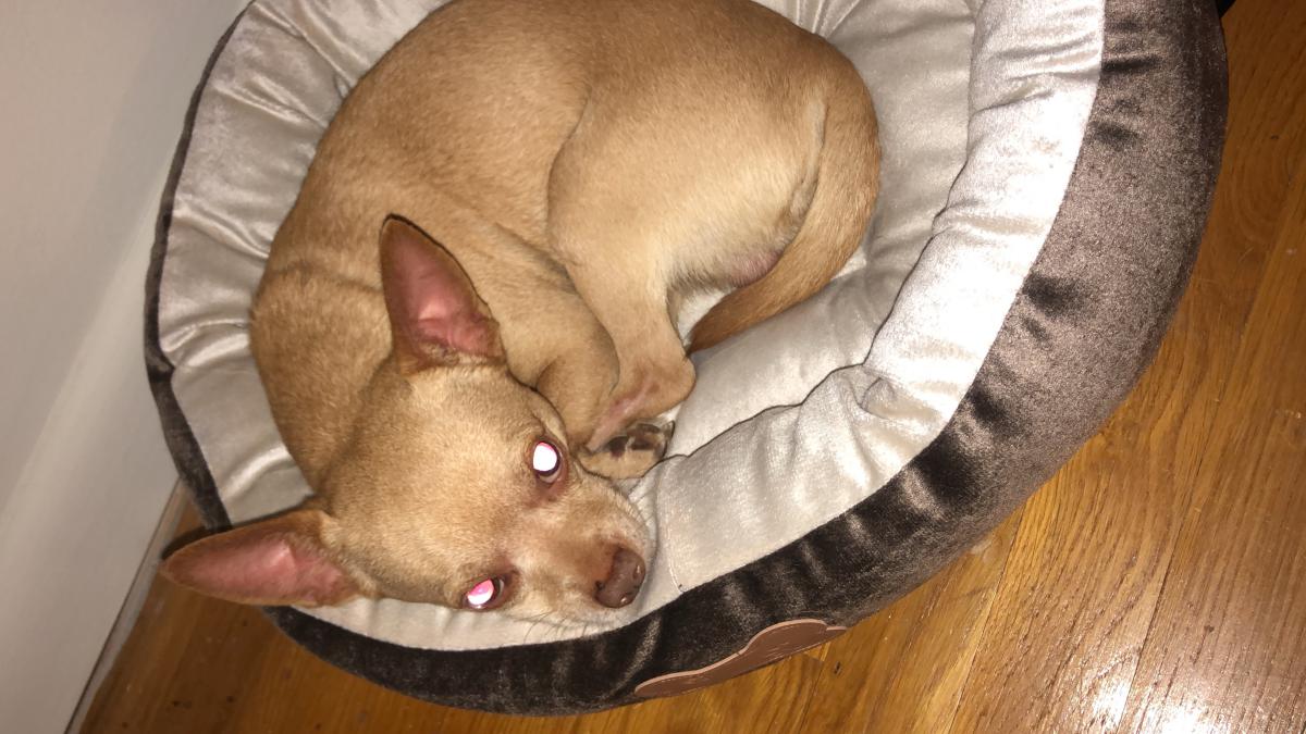 Image of Peanut (Chihuahua), Lost Dog