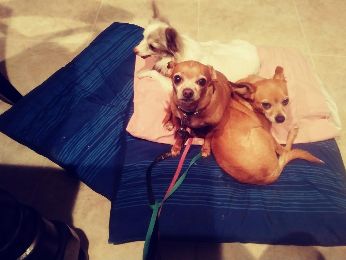 Lost Dog Chihuahua in SAN JOSE, CA - Lost My Doggie