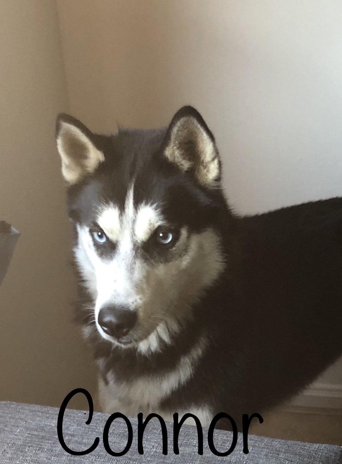 Image of Connor, Lost Dog