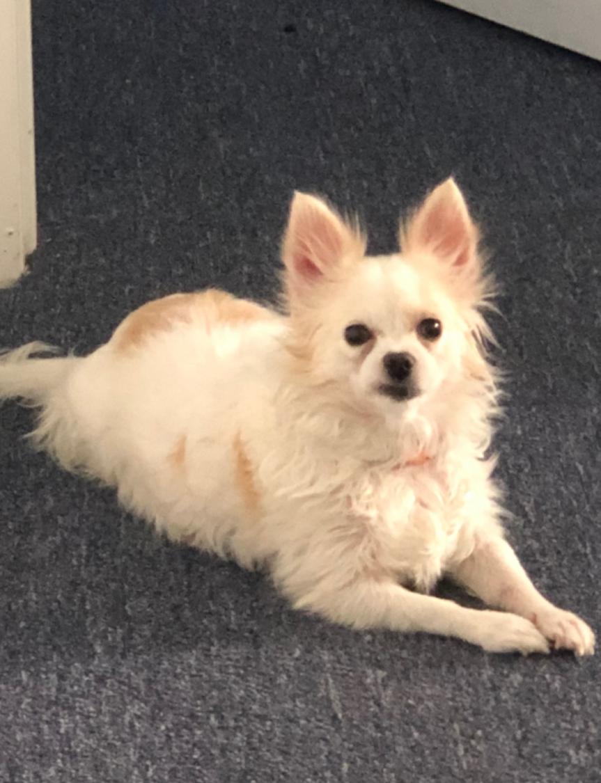 Lost Dog Chihuahua in LONG BEACH, CA - Lost My Doggie