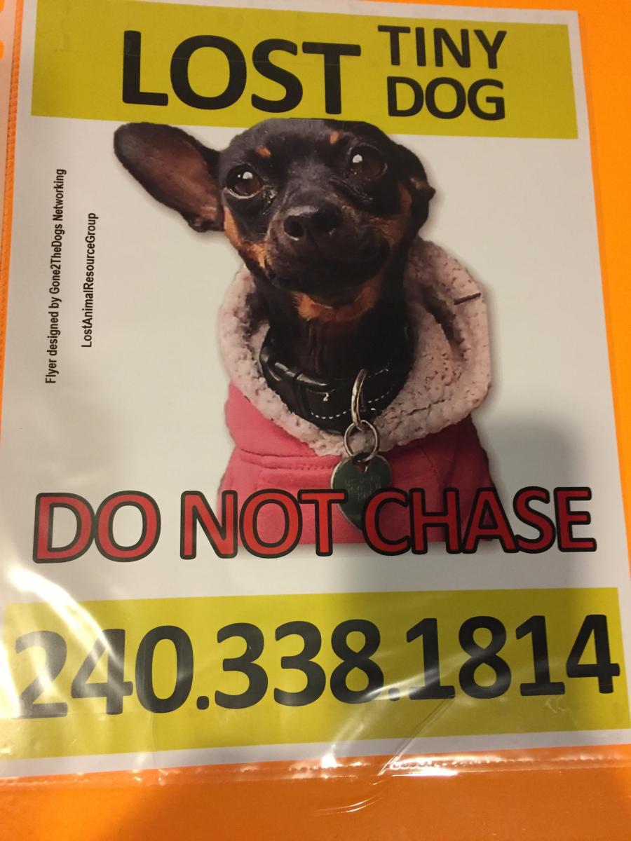 Image of Cha Cha, Lost Dog