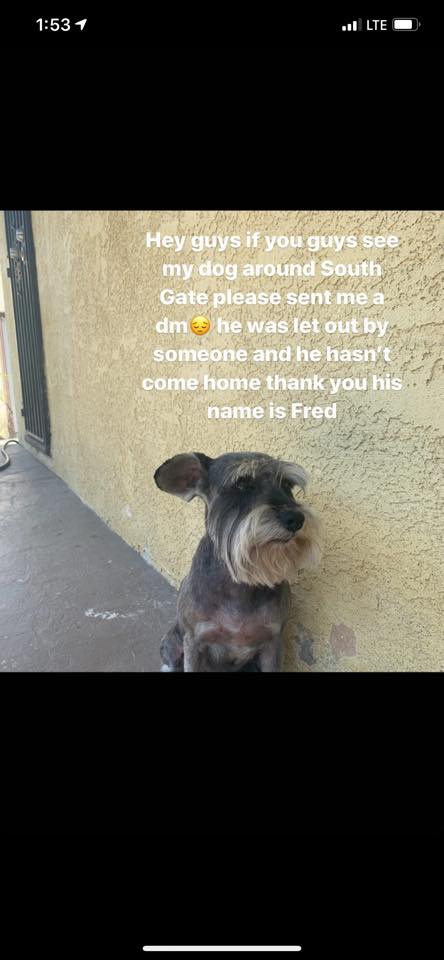 Image of Fred, Lost Dog