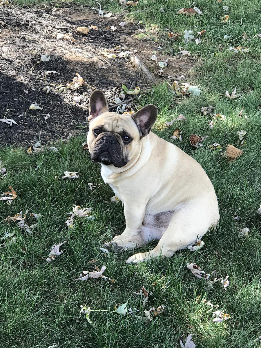 Lost Dog French Bulldog In Middlebrook Va Lost My Doggie