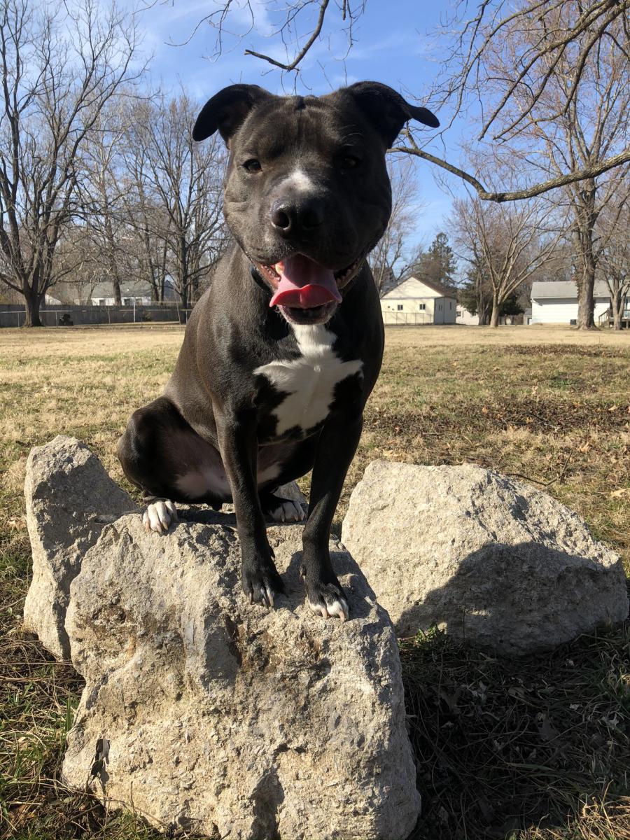 Lost Dog Pit Bull in KANSAS CITY, MO - Lost My Doggie