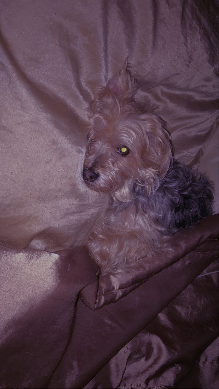 Image of Natari, Lost Dog