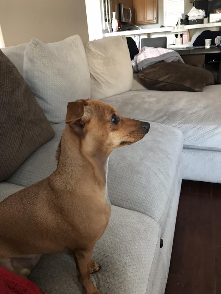 Image of Penny, Lost Dog