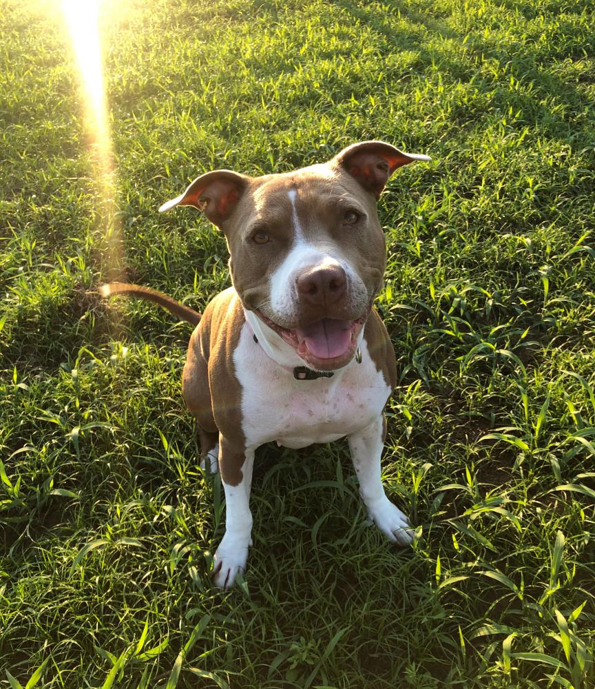 Lost Dog Pit Bull in ELLABELL, GA - Lost My Doggie