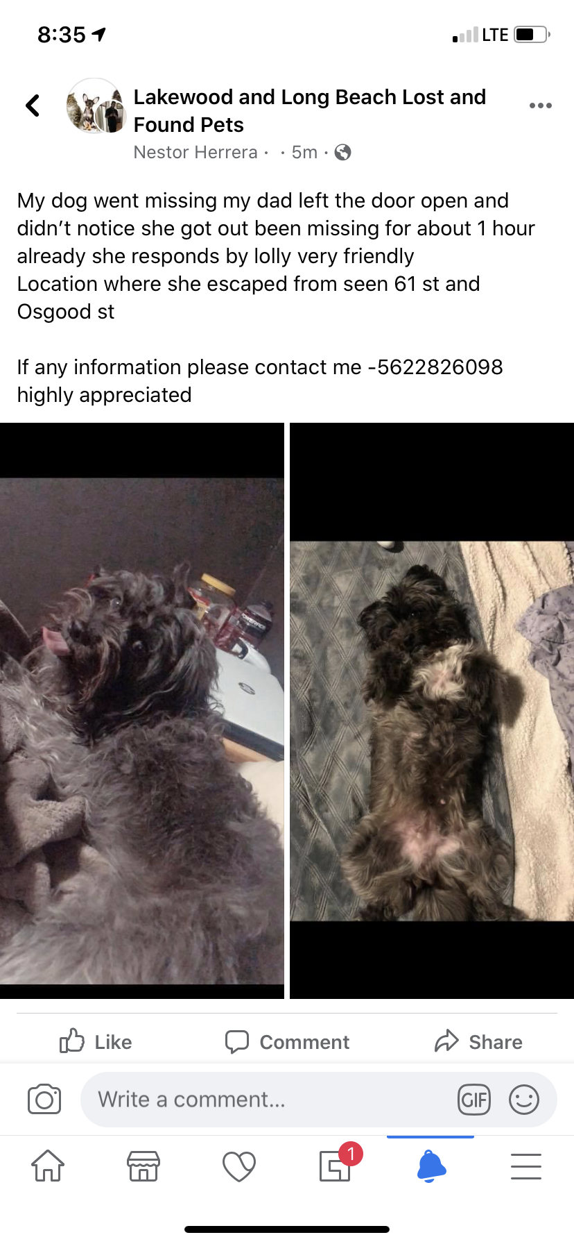 Image of Lolly, Lost Dog