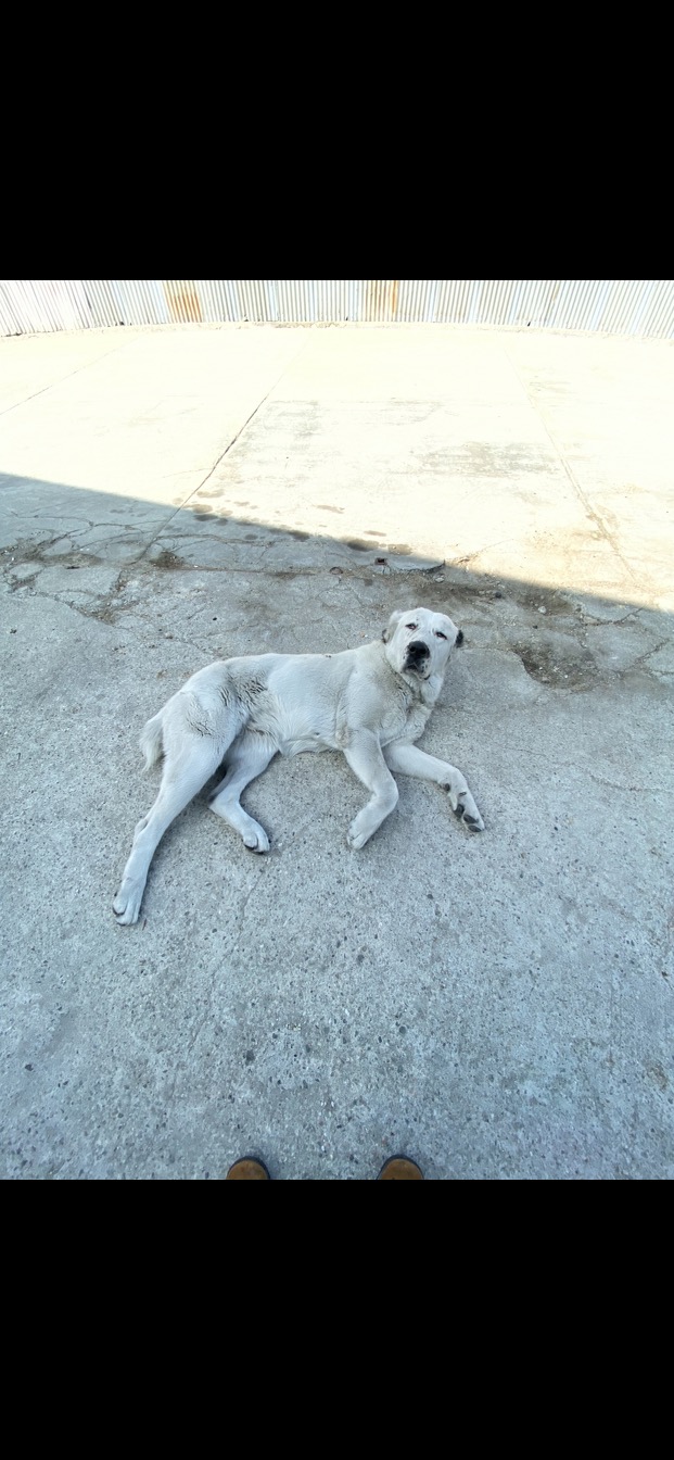 Image of Gina, Lost Dog