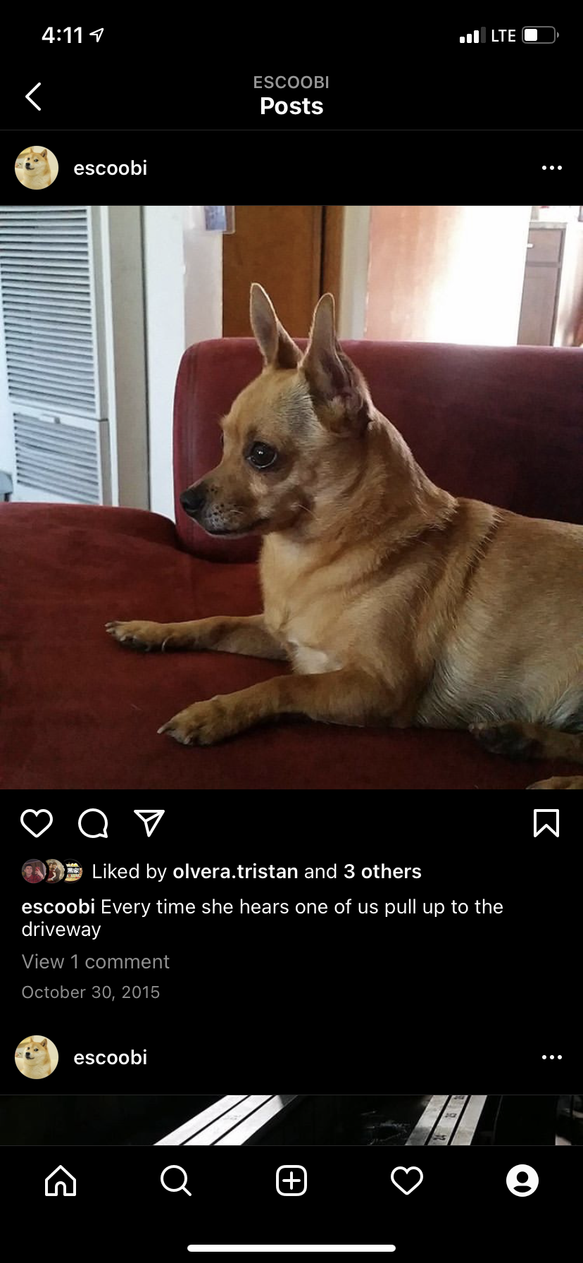 Image of Anemone, Lost Dog