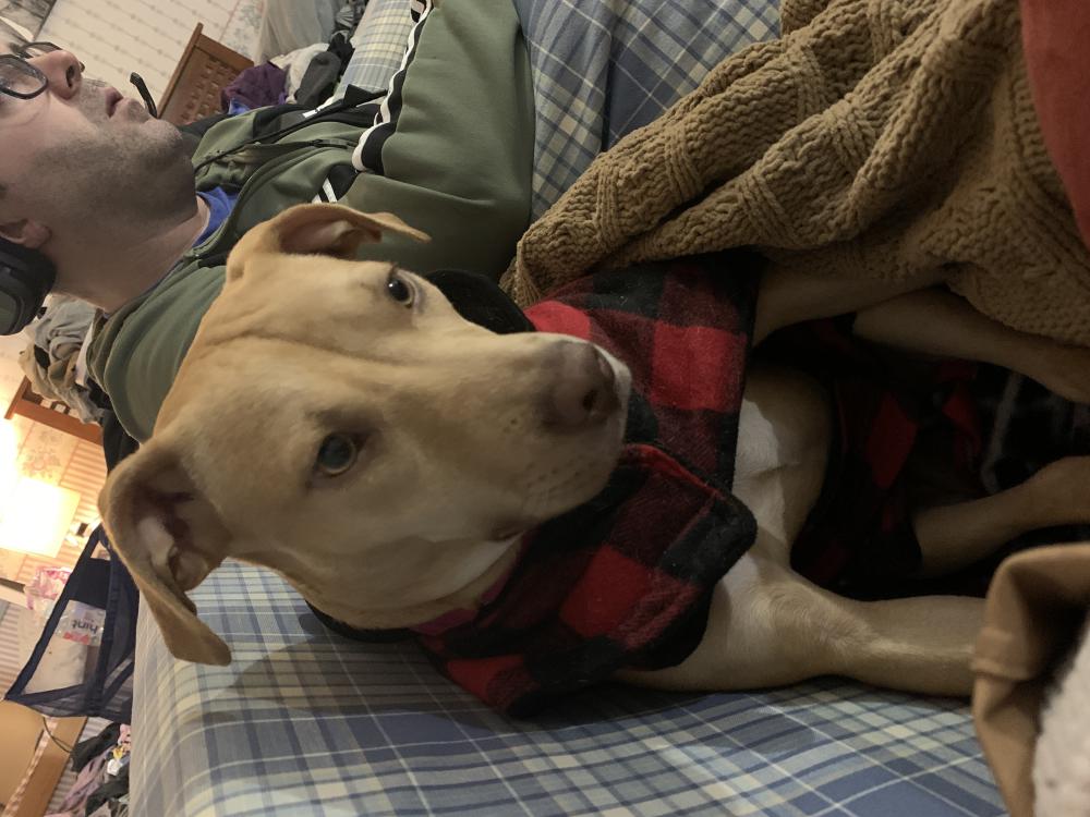 Lost Dog Mixed Breed in NORTH CLARENDON, VT - Lost My Doggie