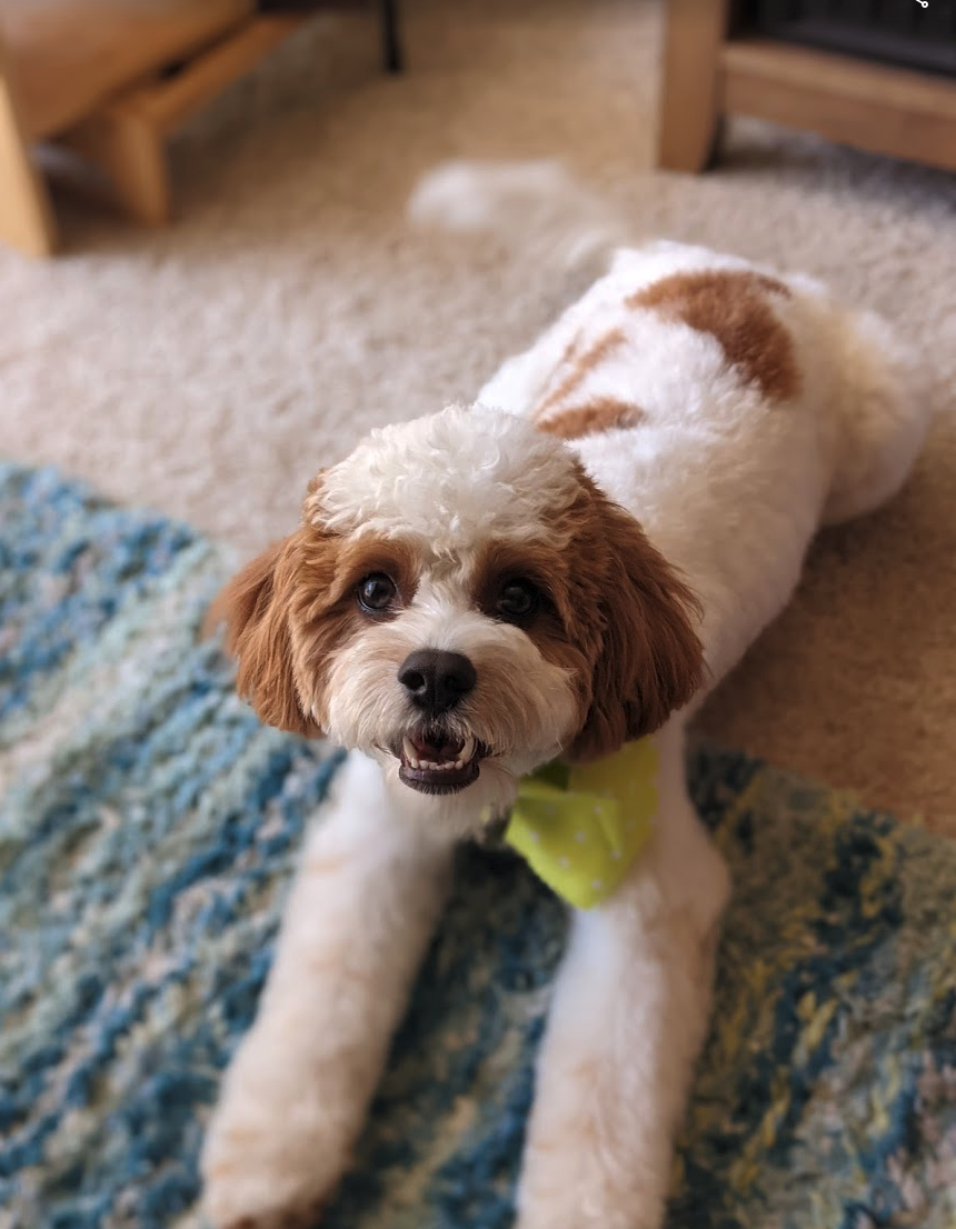 Lost Dog Cavalier King Charles Spaniel in SAN JOSE, CA - Lost My Doggie