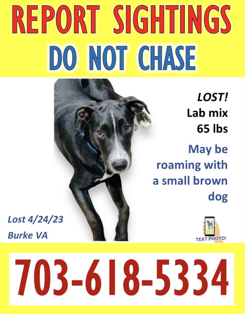 Image of Linus, Lost Dog