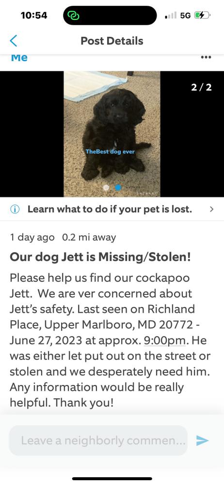 Image of Jett, Lost Dog