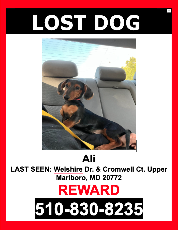 Image of Ali, Lost Dog