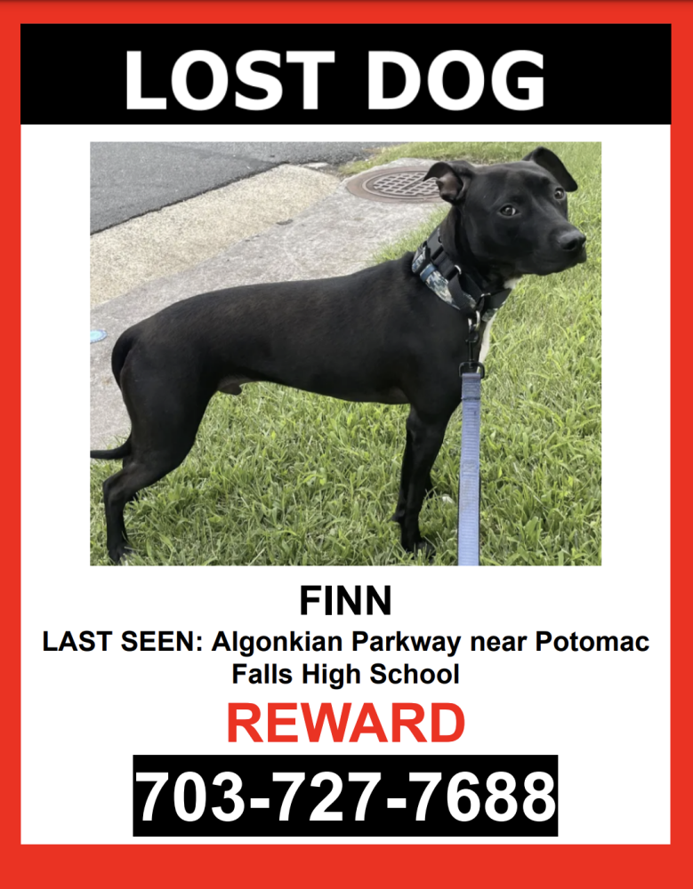Image of FINN, Lost Dog