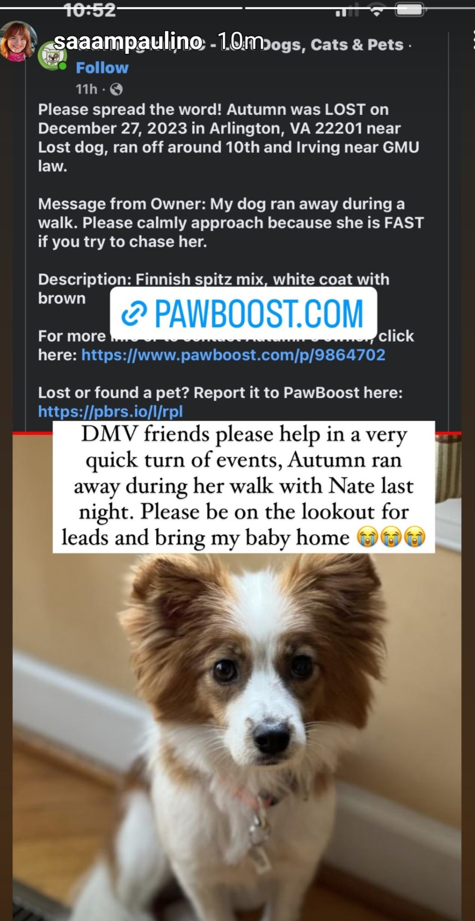 Image of Autumn, Lost Dog