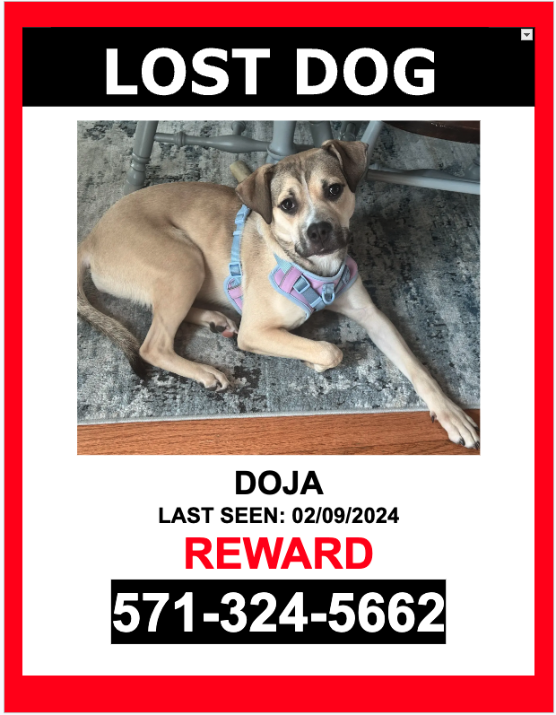 Image of Doja, Lost Dog