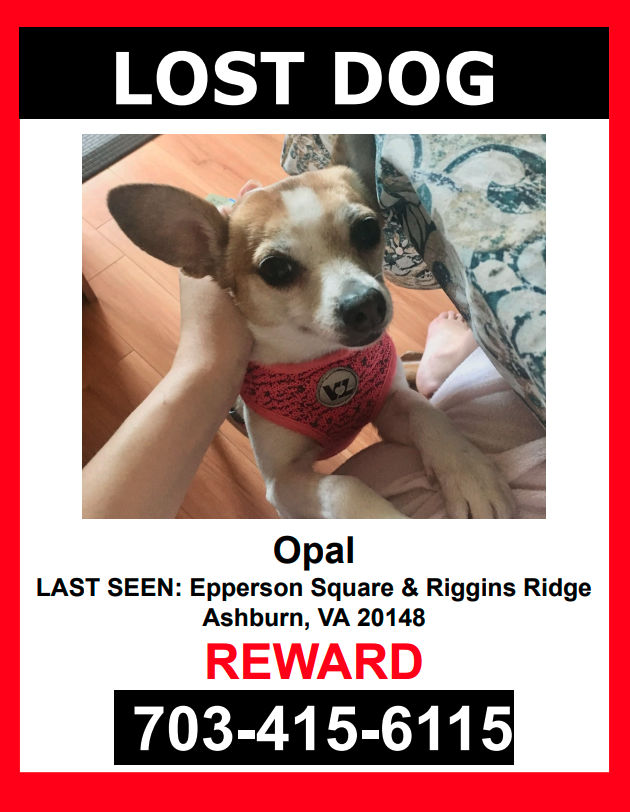 Image of Opal, Lost Dog
