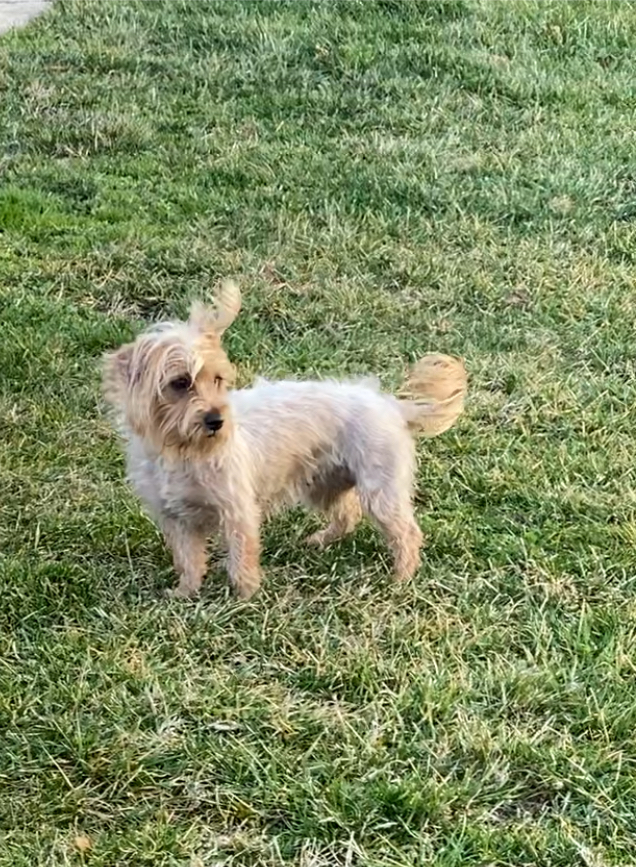 Image of Daughter, Lost Dog