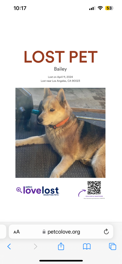 Image of Bailey, Lost Dog