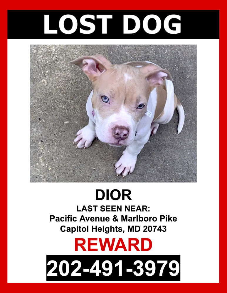 Image of Dior, Lost Dog