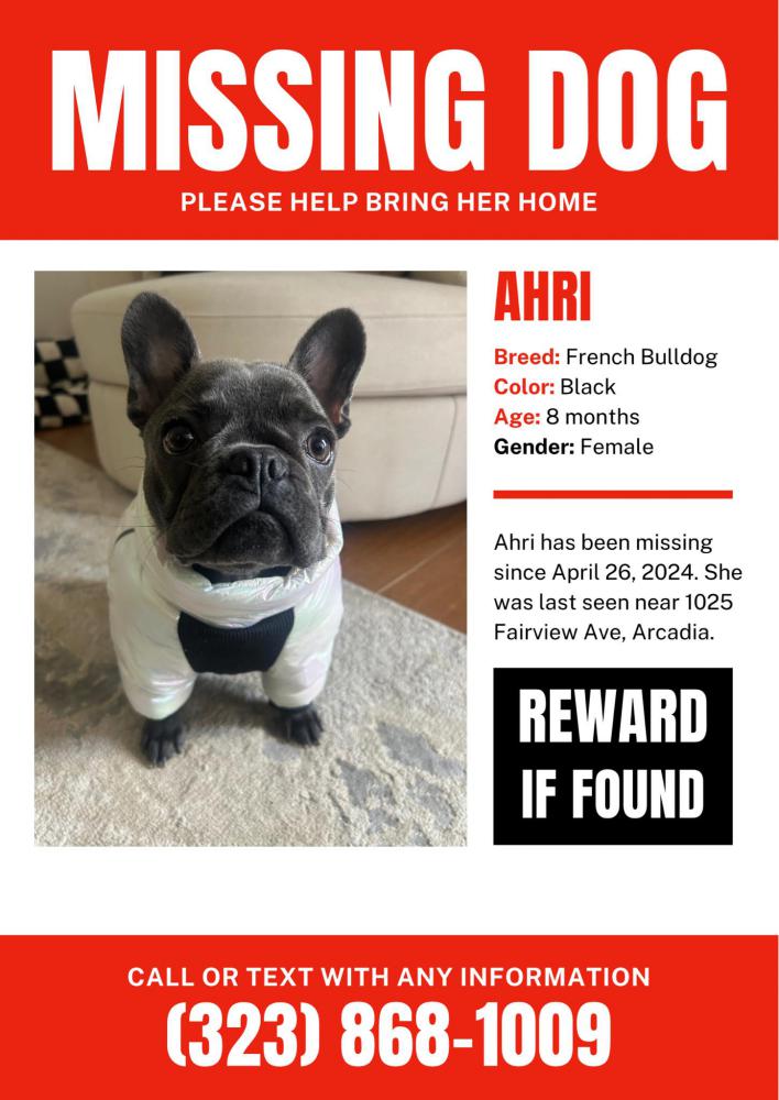 Image of Ahri, Lost Dog