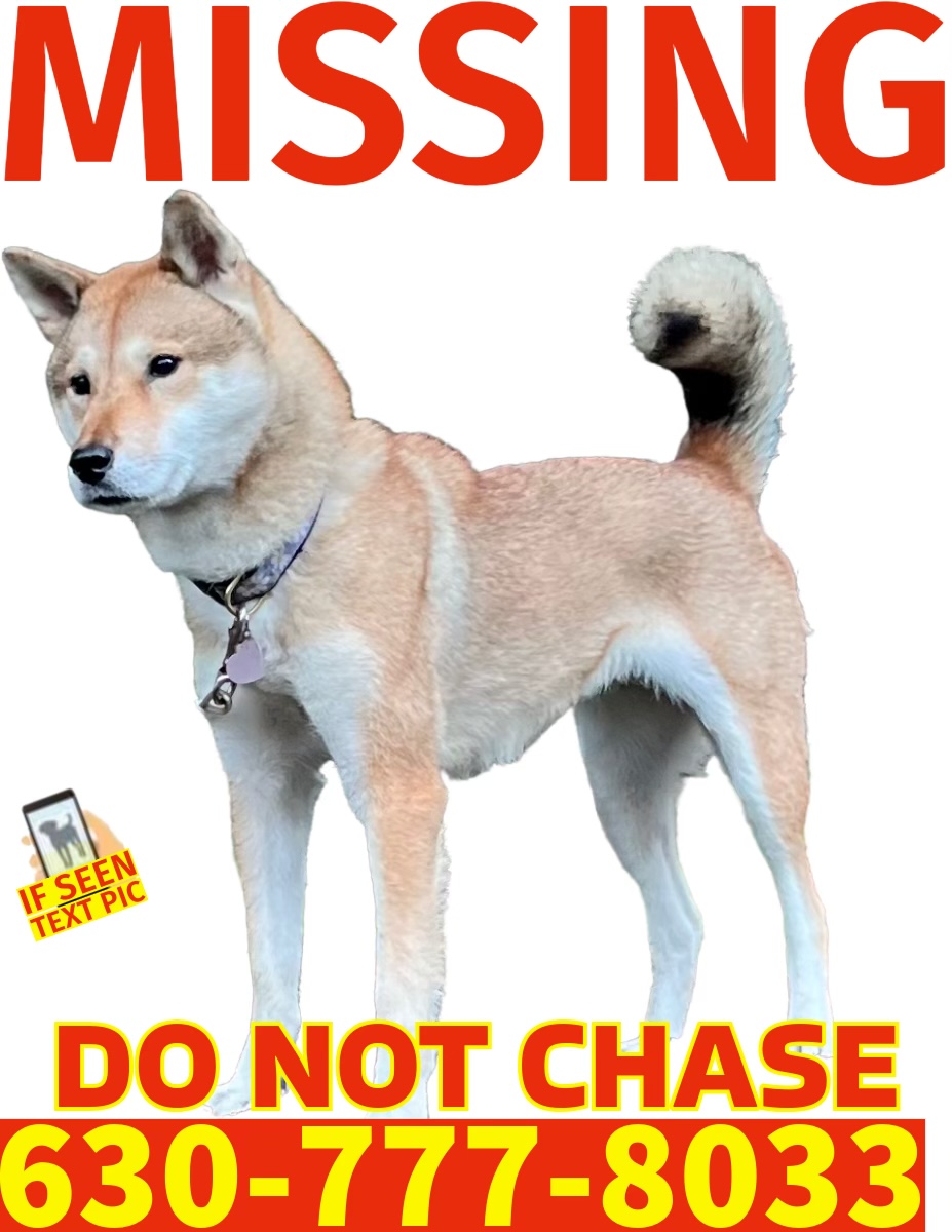 Image of Koto, Lost Dog