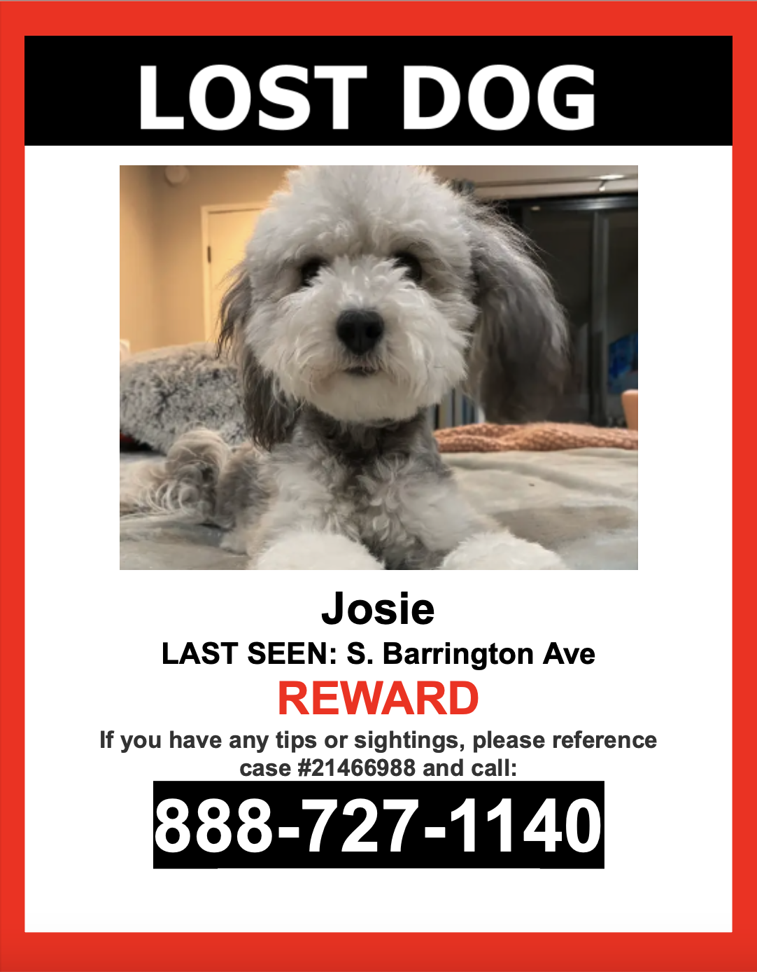 Image of Josie, Lost Dog