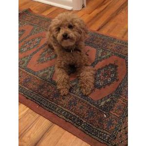 lost dog teddy