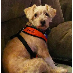 Lost Dog Yorkshire Terrier in LONG BEACH, CA - Lost My Doggie