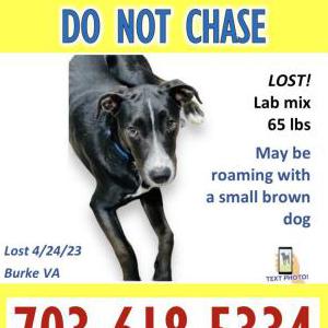 Lost Dog Linus