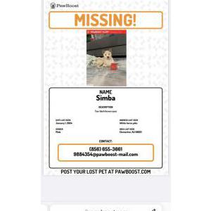Lost Dog Simba
