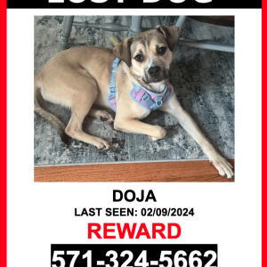 Image of Doja, Lost Dog