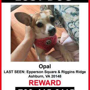Lost Dog Opal