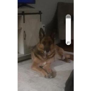 Image of Hikey, Lost Dog