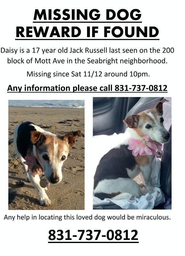 Lost Dog Jack Russell Terrier in SANTA CRUZ, CA - Lost My Doggie