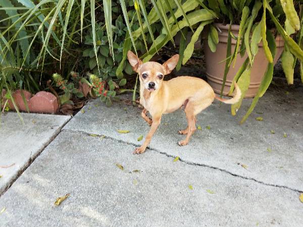 chihuahua lost and found