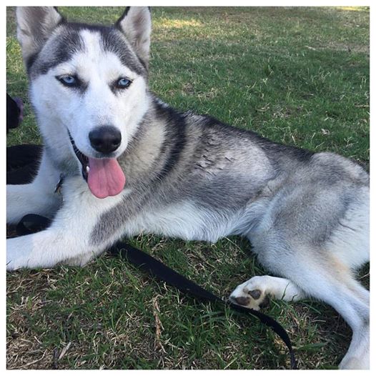 Lost Dog Siberian Husky in LOS ANGELES, CA - Lost My Doggie