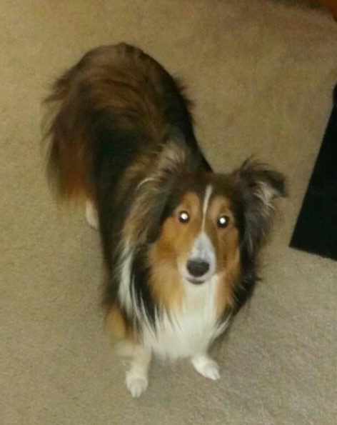 Image of Eppie, Lost Dog